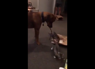 Funny Video Of a Great Dane Trying to Play With Kittens