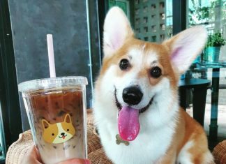 This Corgi Café is Perfect For Dog Lovers