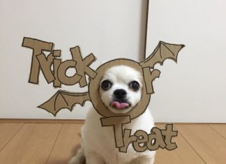 Meet The Adorable Chihuahua Who Likes to Dress-Up in Delightful Masks