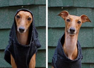 Meet Joey, the Dog Who’s Also a Fashion Model
