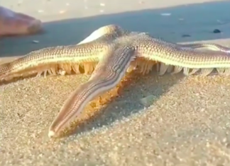 Have You Ever Seen a Walking Starfish? Prepare to Be Amazed