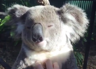 Meet Wolverine, a Cute Australian Koala
