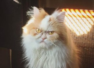 Angry Cat Louis Is The New Grumpy Cat Successor Angry Cat Louis Is The New Grumpy Cat Successor