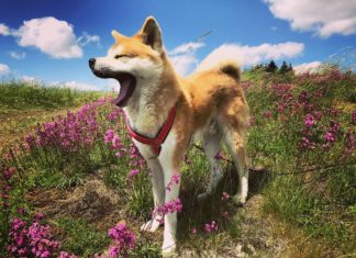 Meet Aiyuki, The Akita Inu Who Loves To Hike
