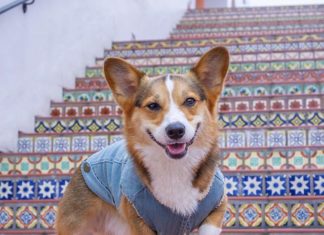 Trust Us, This is the Cutest Corgi on Instagram
