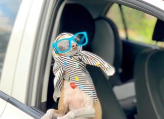 This Italian Greyhound is the Latest Instagram “It Girl”