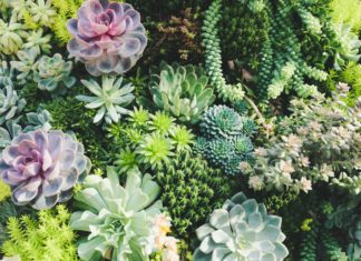 The Internet is Obsessed With Rose Succulents