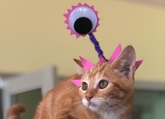 This Animal Shelter is Begging You To Storm Them Instead of Area 51 Longview Animal Care and Adoption Center