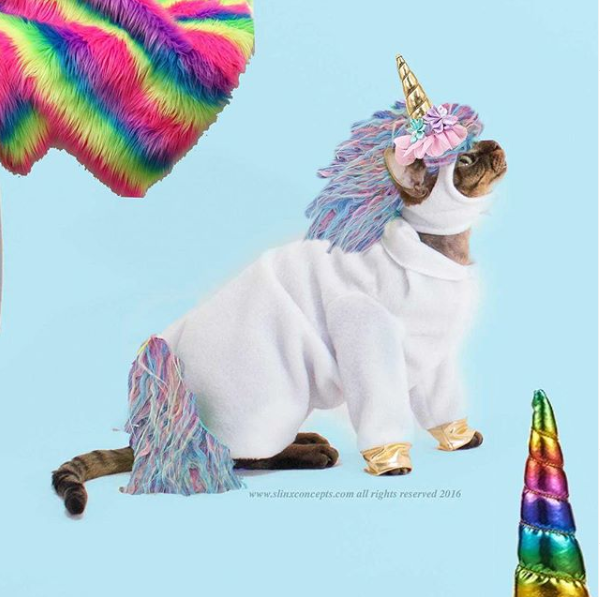 Designer Makes Hilarious Cat Costumes You Will Love - TettyBetty