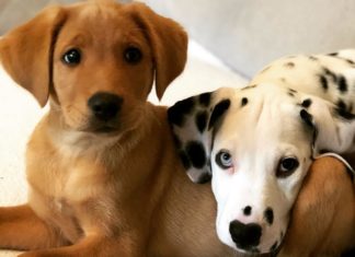 Meet Boris And Doug, The Most Adorable Besties On Instagram