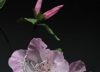 This Paper Artist Makes Realistic Animals and Insects