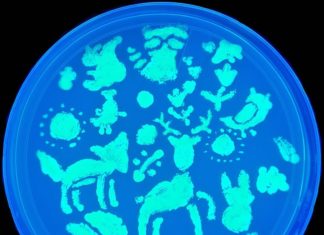 This Student Organization Showcases the Beauty of Microbiology Through Art