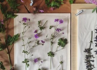 Enter Lindsay Buck’s Wonderful Herbarium