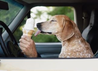 You’ll Definitely Fall In Love with This Adorable Coonhound