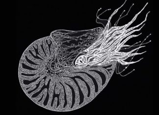 Masayo Fukuda’s Paper Cut Art Is Unreal