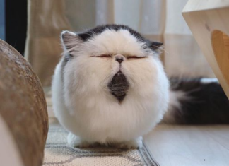 Meet Zuu The Newest Instagram Star That Looks Like a Ball of Fluff