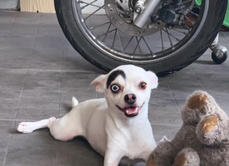 Lucky is a Chihuahua With The Most Adorable Eyes