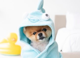 The World’s Most Famous Pomeranian is Not Your Average Dog