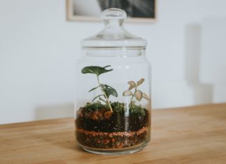 Check Out These Tiny Gardens In A Bottle