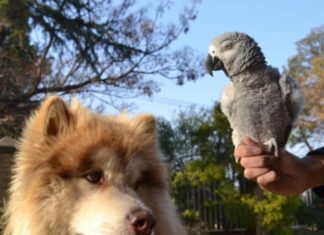 These Two Pets Are the Live-Action Version of Pinky and the Brain