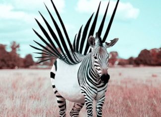 Designer Combines Elements From Nature to Create Surreal Designs