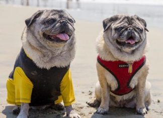 We Can’t Get Enough of Minnie and Max the Pugs