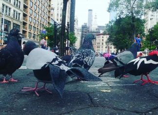 Check Out Soft-Sculpture Pigeon By Tina Trachtenburg