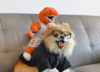 Pom Pom Chewy is Living His Best, Trendiest, Life