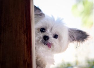 Meet One of Instagram’s Top Dogs: Tiny Norbert