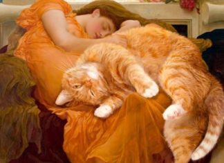 Check Out the Ginger Cat That Became an Internet Sensation