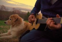 A Dog and a Musician Cover Our Favorite Hits