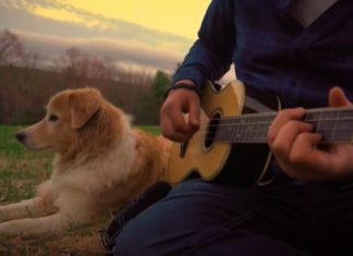 A Dog and a Musician Cover Our Favorite Hits