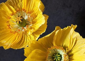 Stephanie Redlinger’s Paper Botanicals Are Simply Breathtaking
