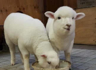 This Sheep Cafe In Korea is The Coolest Cafe In the World