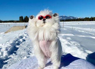 Coco the Maltese Likes Putting Her Paws in the Air