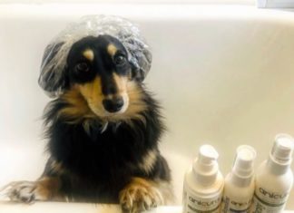 Winston the Miniature Dachshund is One Happy Boy