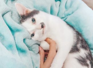 Kitten Born With Uncoordinated Jaw is Looking For a Home