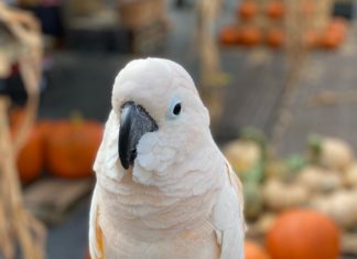 Silly Cockatoo Mr. Beau Jangles is Taking Instagram and TikTok By Storm