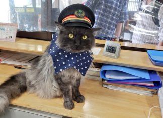 Someone is Posting Cats With Jobs on Twitter, and It’s Hilarious