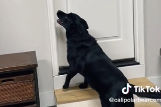 Dog Wanted to Visit His Friends So Badly That He “Cried “