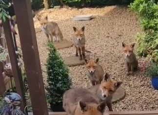 Woman Has Been Feeding the Same Family of Foxes for the Past 25 Years
