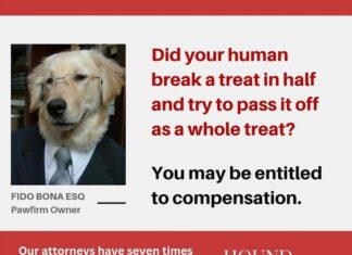 Golden Retriever Becomes a Star of Funny Parody Ads for Lawyers