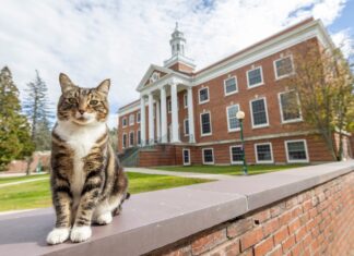Max the Cat Receives an Honorary Degree at Vermont State University